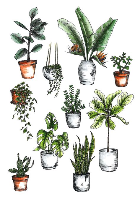 house plants drawing|House Plants Drawing Images .